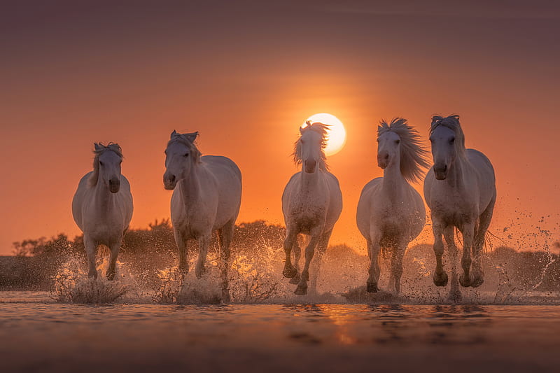Horses White Angels Of Camargue, horse, animals, behance, HD wallpaper