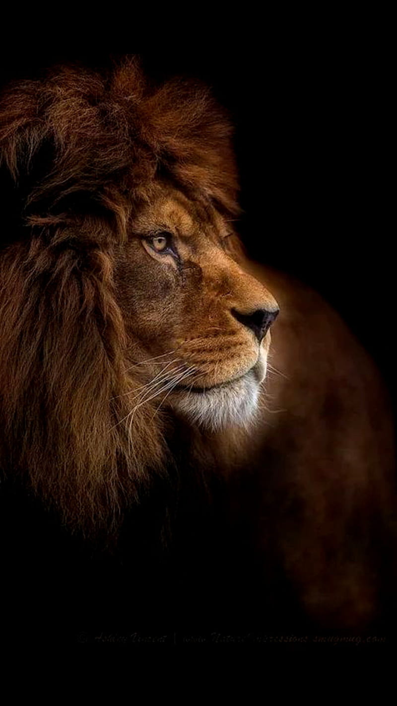 Lion, animal, face, king, wild, HD phone wallpaper