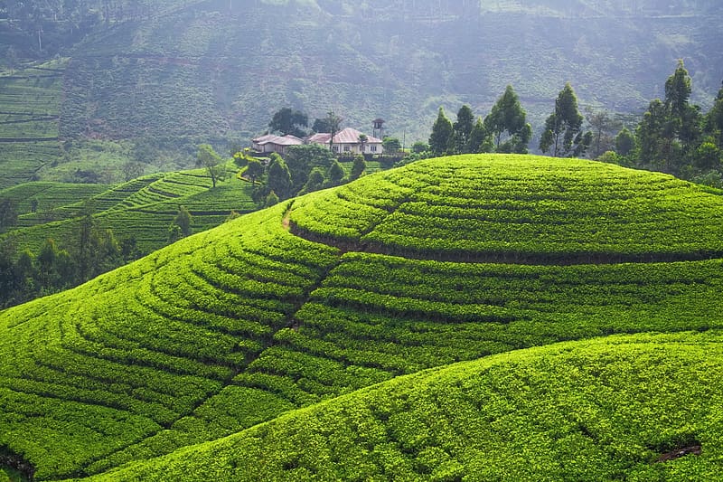 Sri Lanka, , Tea Plantation, HD wallpaper