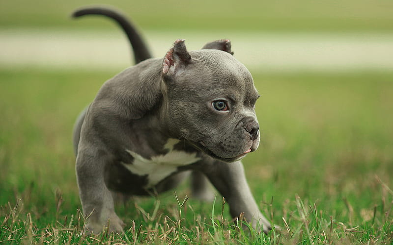 Pit Bull, puppy, lawn, dogs, Pit Bull Terrier, gray Pit Bull, pets, Pit Bull Dog, HD wallpaper
