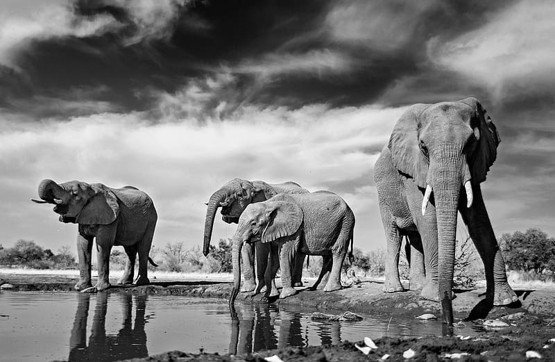 Elephants, Reflection, Animal, Black & White, African Bush Elephant, HD wallpaper