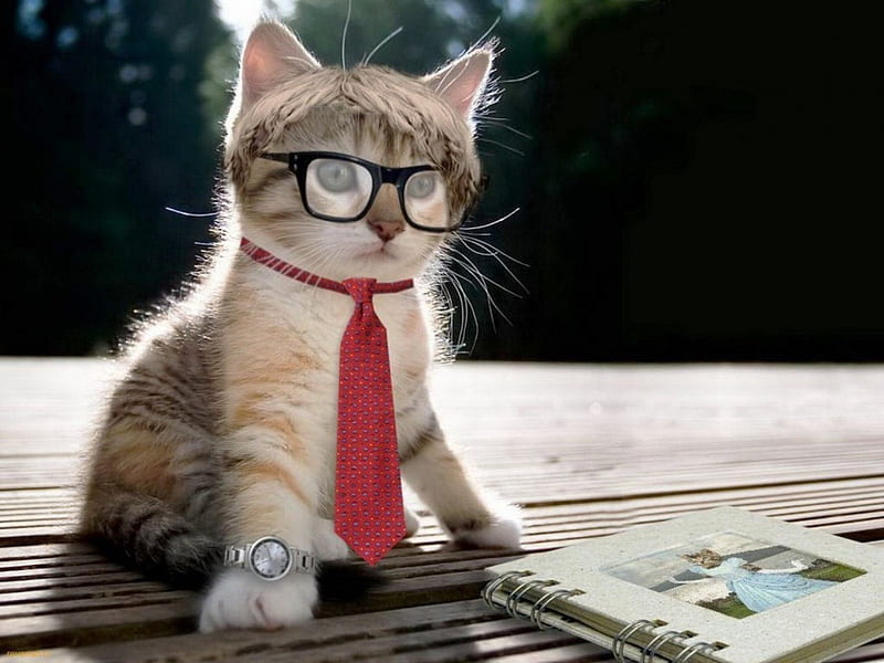 A Genius Cat, genius, nice, cat, kitty, HD wallpaper