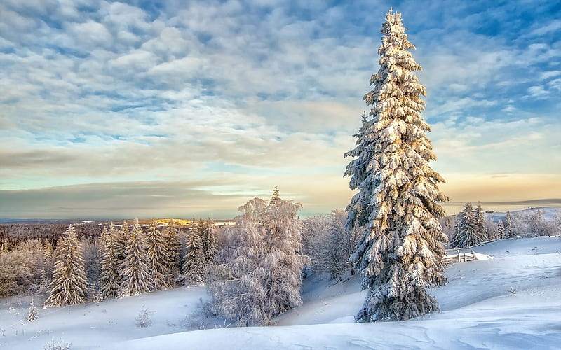 Winter Landscape with Snow Covered Trees, HD wallpaper