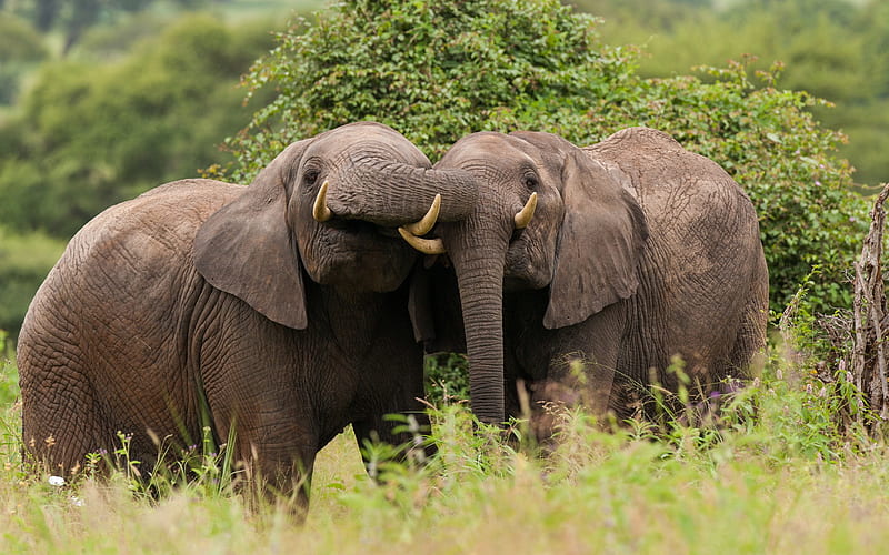 large elephants, pair of elephants, Tanzania, Africa, wildlife, savannah, elephants, Tarangire National Park, HD wallpaper