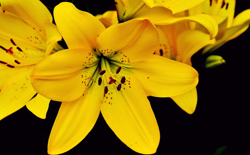 Beautiful Lily Aesthetic Ultra, Aero, Macro, Yellow, Black, Flowers, Blooming, Lilies, Lily, Closeup, lilium, HD wallpaper