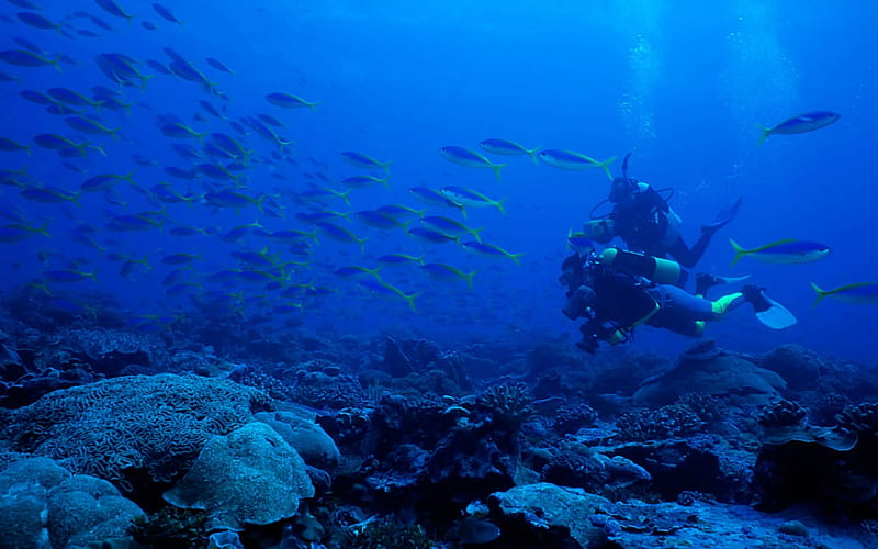 underwater fish, underwater, coral, diver, fish, HD wallpaper
