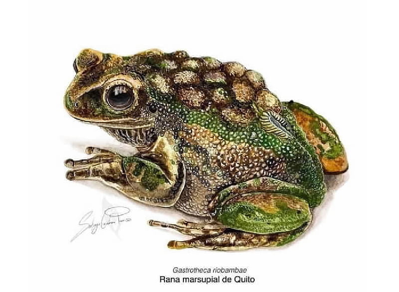 Frog, Freshwater animals, Animasl, Zoology, HD wallpaper