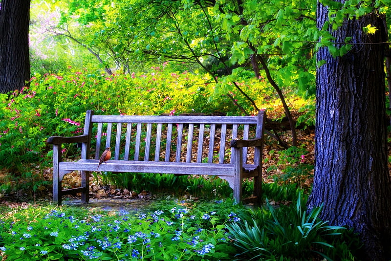 The Bench, bird, bench, nature, bonito, park, HD wallpaper