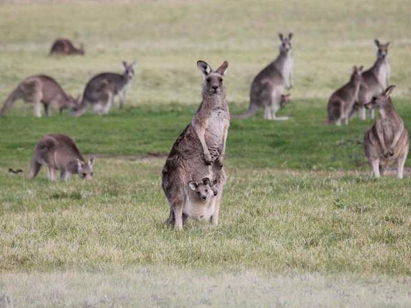 A troop of Kangaroos, Troop, pouch, Kangaroos, animal, HD wallpaper