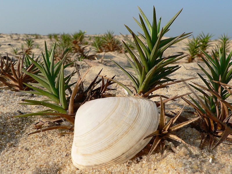 Lone Seashell, shell, green, pippy, plant, spikey, vegetation, HD wallpaper