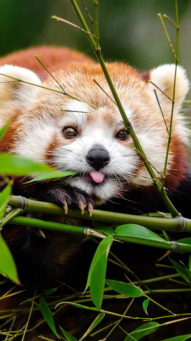 Red panda Tongue , twigs, bamboo, funny, cute, red panda, animal, wild, HD phone wallpaper