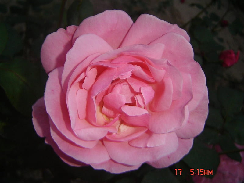 Rink Rose, nature, bonito, rose, pink, HD wallpaper