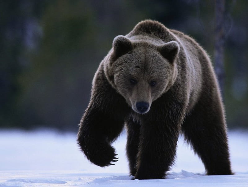 Black Bear, bear, big, animals, wild, HD wallpaper