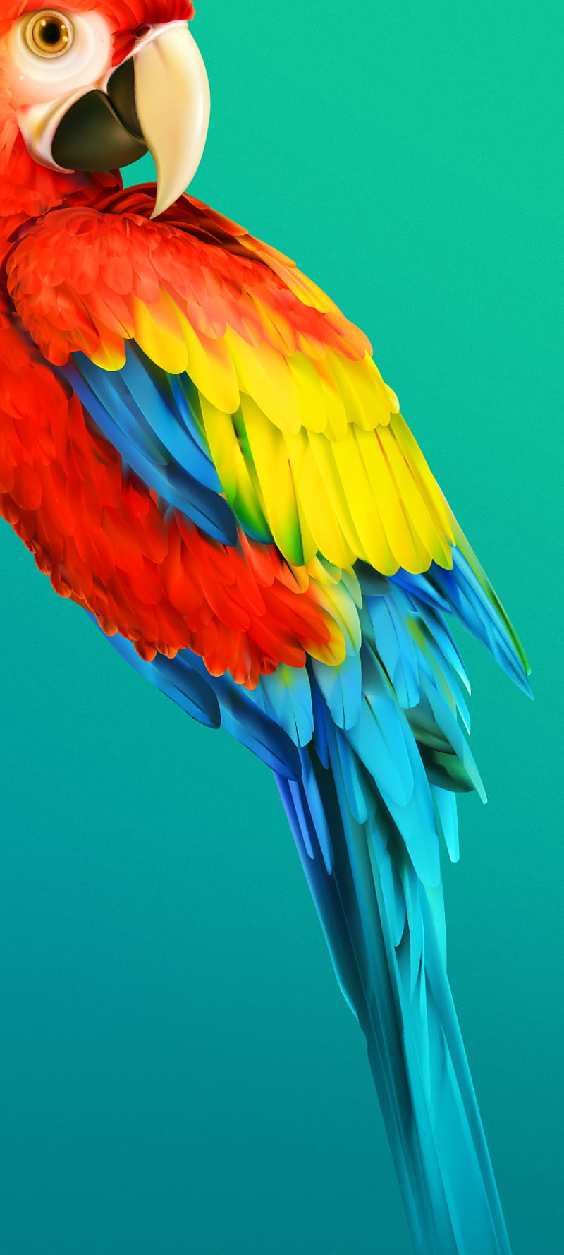 Parrot, punch hole, HD phone wallpaper | Peakpx
