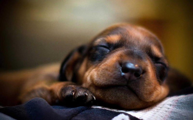 sleeping dachshund, puppy, cute animals, dogs, pets, dachshund, Canis lupus familiaris, HD wallpaper