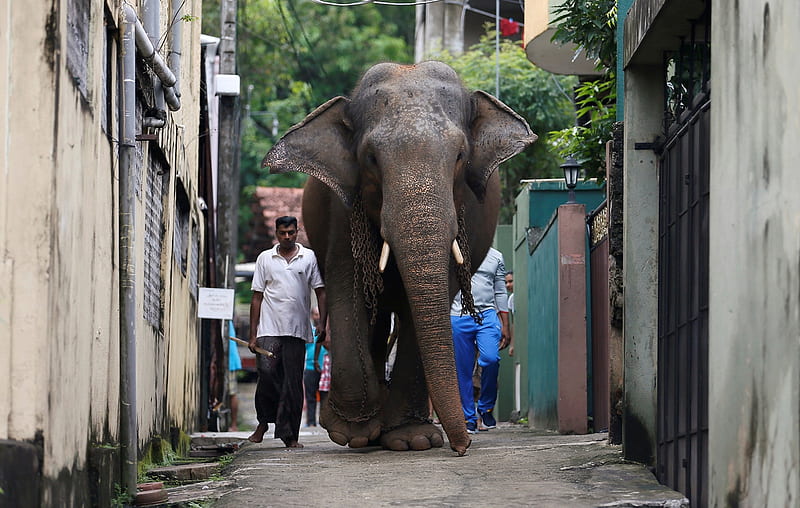 Sri Lankan elephant, 20 November 2016, Residential, Elephant, Colombo, Sri Lanka, Mahout, HD wallpaper