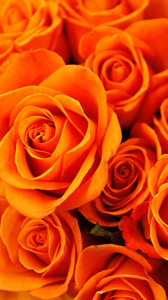 Orange Rose HD Wallpapers and Backgrounds