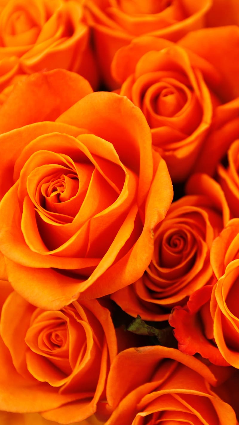 Gulab Ke Phool Wale, Orange Rose, flower, HD phone wallpaper