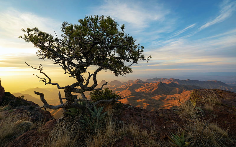 Sunrise over the South Rim of Big Bend National Park, tree, texas, sky, usa, canyons, HD wallpaper