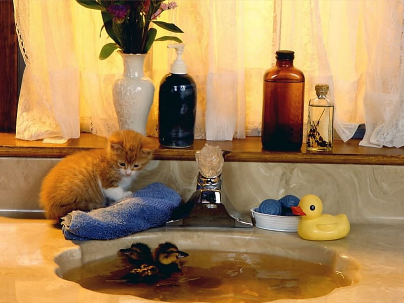 Bath time, duck, toy, bath, cat, kitten, play, HD wallpaper