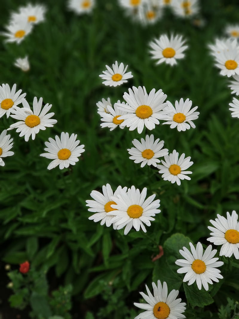 daisies, white, flowers, bloom, plant, HD phone wallpaper