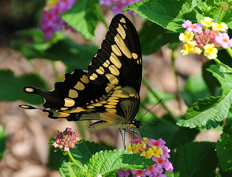 Tiger Butterfly On Lantana , butterfly, flower, nature, lantana, animal, HD wallpaper