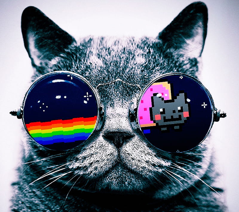 Nyan Cat, animal, cute, funny, haha, kitten, kitty, lol, meow, neon, HD wallpaper