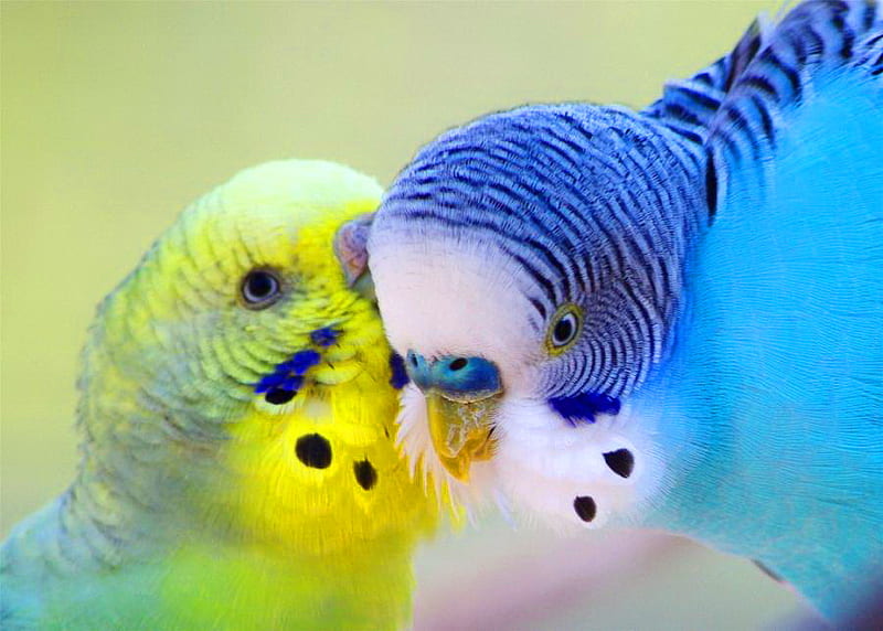 Valentines day love, budgies, mates, green, birds, affection, blue, HD wallpaper