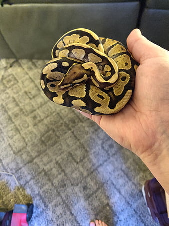 python bola api, ular, Wallpaper ponsel HD
