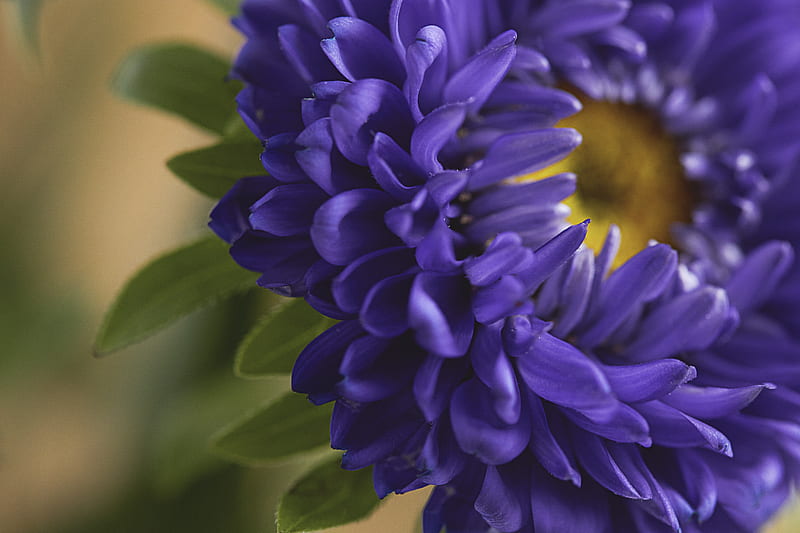petals, flower, macro, blue, HD wallpaper