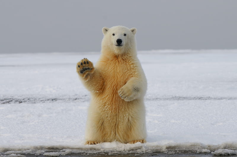 polar bear, bear, paw, funny, HD wallpaper