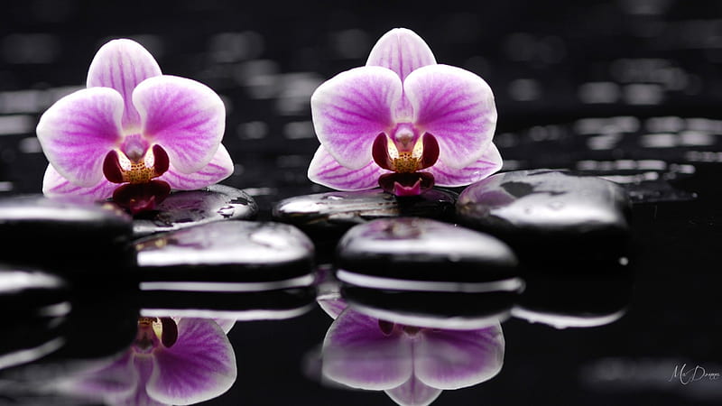 Orchids on the Rocks, rocks, fragrant, dew, orchids, water, spa, flowers, wellness, reflection, HD wallpaper