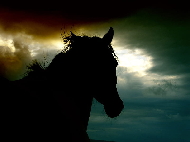 Running Wild, sun, dark, black, sunset, horse, clouds, sky, HD wallpaper