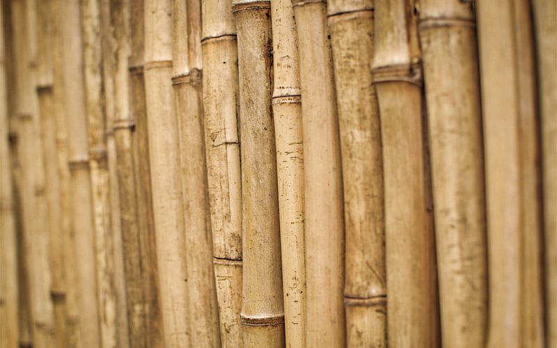 bamboo sticks, bokeh, brown bamboo, bamboo canes, bambusoideae sticks, macro, background with bamboo, bamboo, HD wallpaper