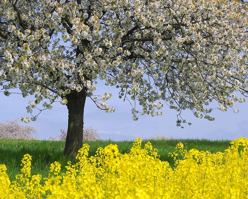Cherry Tree and Rape Field Germany, flowers, tree, blossom, sky, HD wallpaper