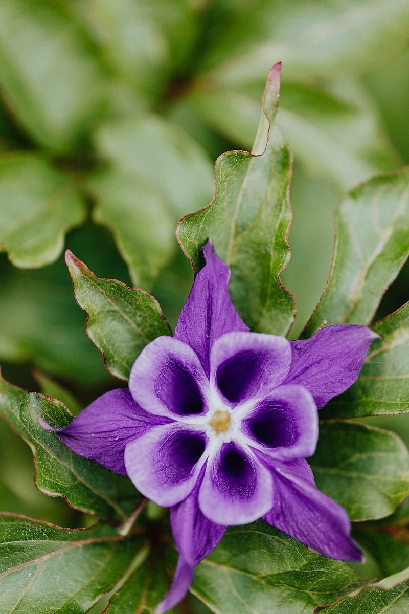Purple Flower in Macro Shot, HD phone wallpaper
