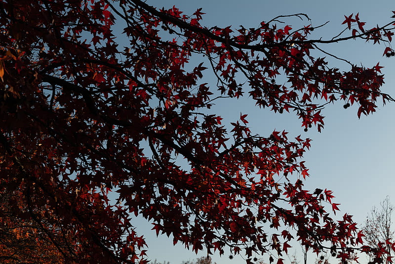 maple, tree, branches, leaves, red, HD wallpaper