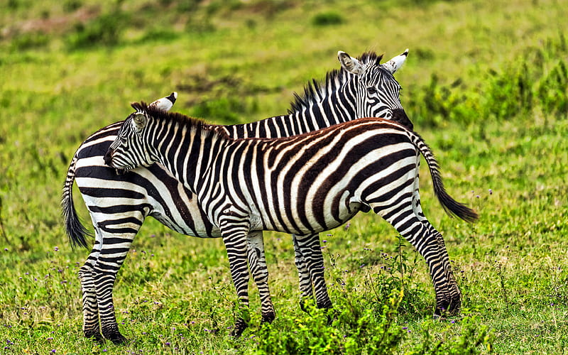 Zebras wildlife, grassland, savannah, Africa, Hippotigris, HD wallpaper