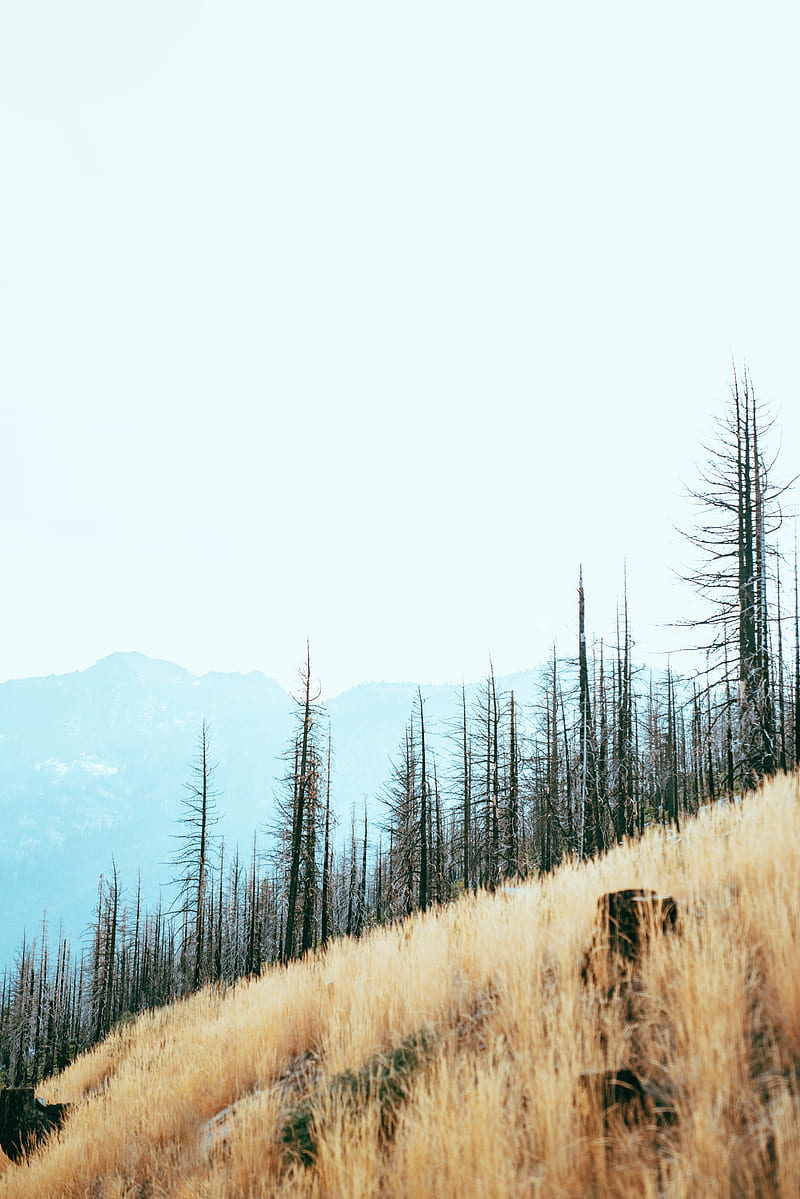 trees, slope, mountains, landscape, nature, HD phone wallpaper