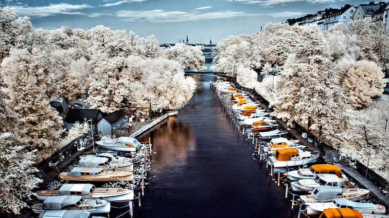 river marina lined by white trees, marina, city, boats, river, white, trees, HD wallpaper