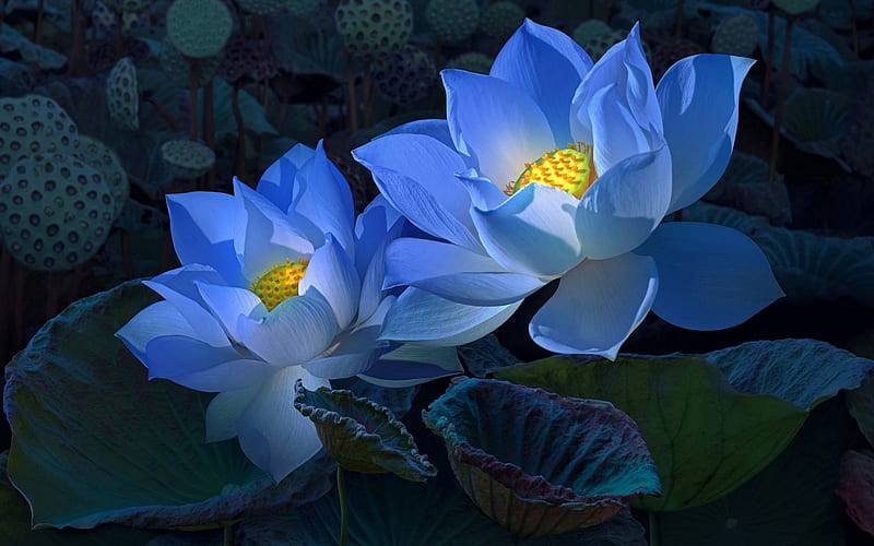 blue lotus, close-up, petals, Flowers, HD wallpaper