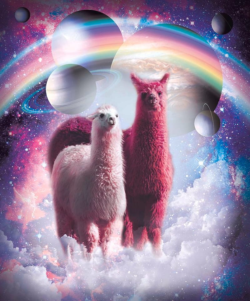 Llamas in space , llama, galaxy, funny, HD phone wallpaper