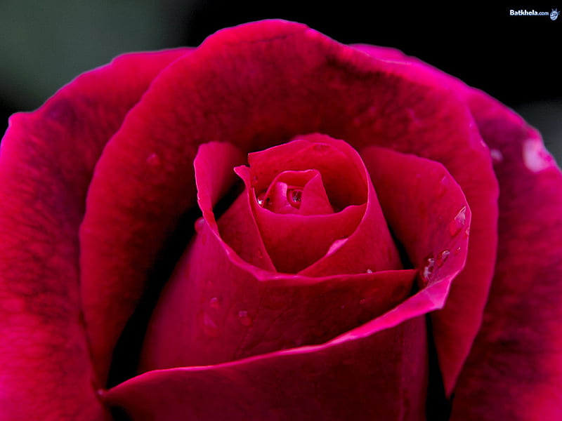 A VIEW OF A CLOSE-UP OF A RED ROSE, red, rose, bonito, a, gorgeous, HD wallpaper