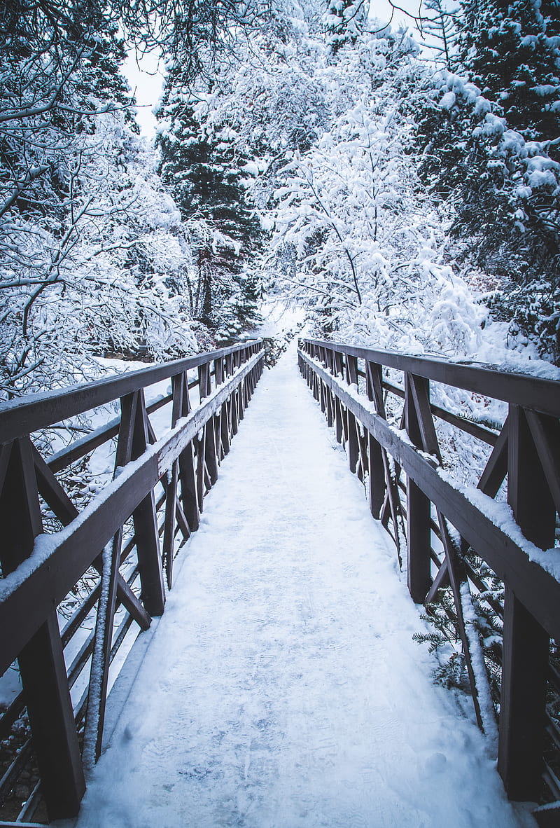 bridge, snow, trees, winter, nature, HD phone wallpaper