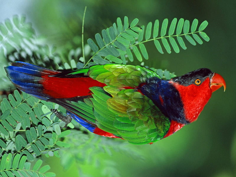 Untitled , exotic, black capped lory, lory, beauforts black capped lory, HD wallpaper