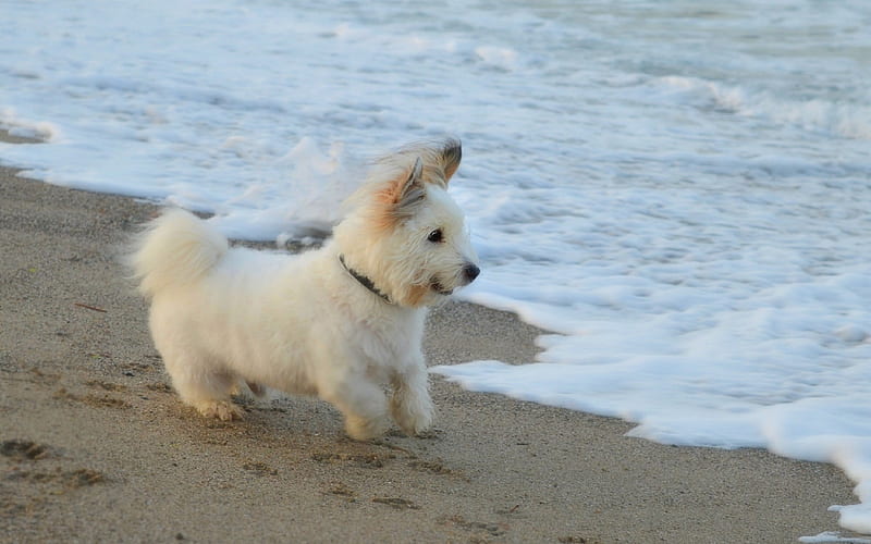 West Highland White Terrier, puppy, fluffy white dog, beach, sea, cute animals, HD wallpaper