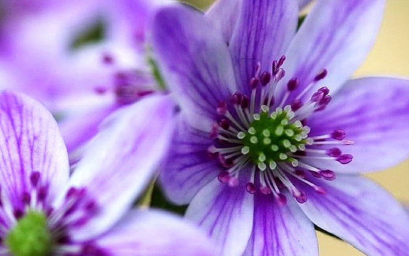 Hepatica, Violet, Flowers, Nature, Flower, HD wallpaper | Peakpx