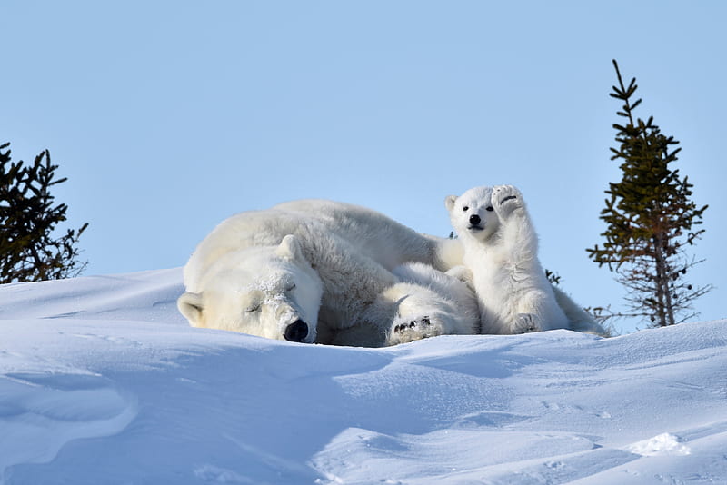 Bears, Polar Bear, Baby Animal, Bear, Cub, Snow, Wildlife, predator (Animal), HD wallpaper