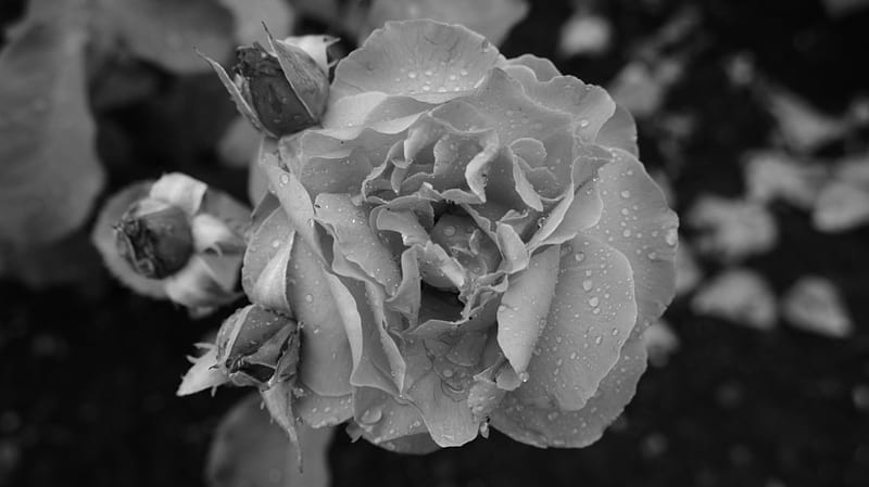 Rose after a brief rain shower, graphy, wet, vigeland part, rose, black and white, flower, HD wallpaper