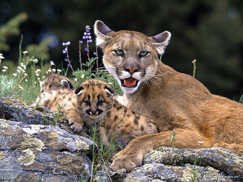 Mountain Lion With Cub, mountain, cub, lion, HD wallpaper